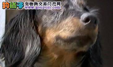 坚强生存的腊肠犬，在火海中逃生