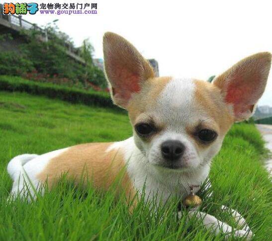 如何挑选吉娃娃之三个重要步骤