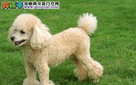 乱吃东西巧纠正 贵宾犬到处乱啃如何是好