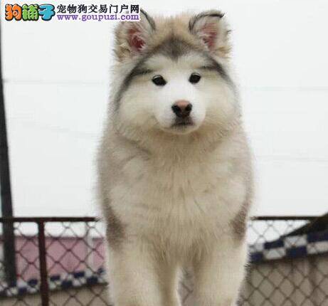阿拉斯加犬每天打好几个喷嚏什么情况