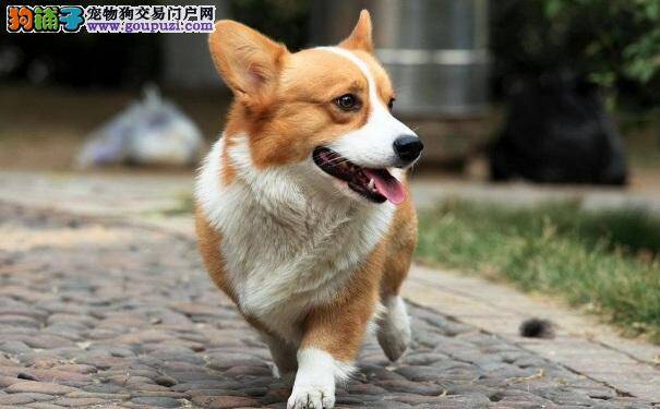 选择饲养柯基犬的好处 论柯基的优点