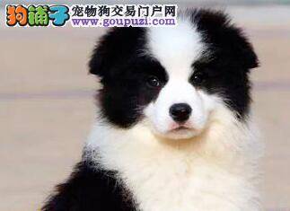 边境牧羊犬不吃不喝，没有精神是晕车的症状吗