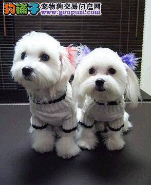 如何根据马尔济斯犬的品种原则去购买优秀的犬种
