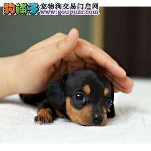 腊肠犬最近眼睛有点红是什么情况