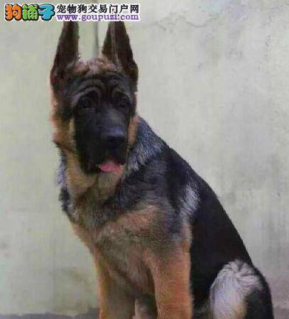 德国牧羊犬的眼睛有肿物是怎么了