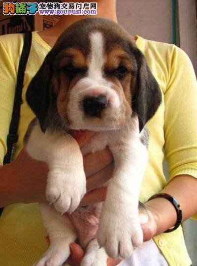 比格犬最近感冒发烧，不吃东西应如何是好