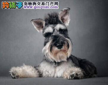 自制经典美味狗粮 巧用奶酪给雪纳瑞做美餐