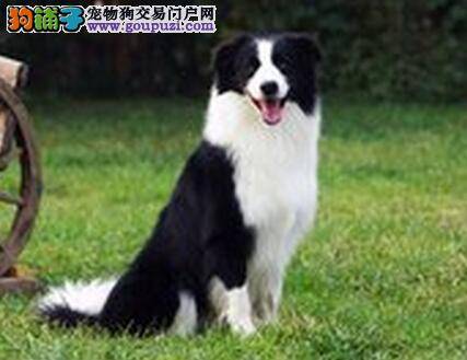 美食当道 怎样给边境牧羊犬挑选营养又健康的零食