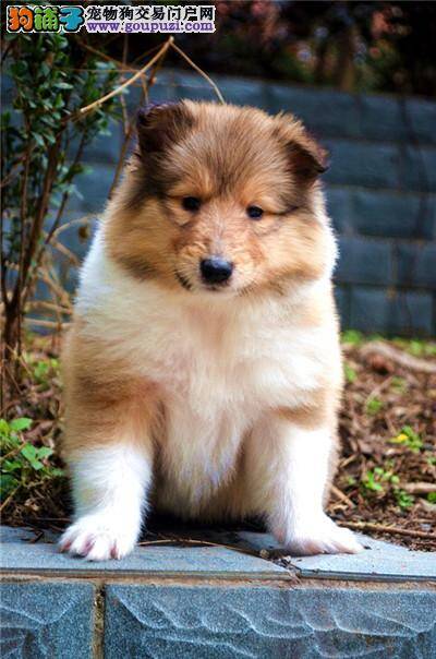 苏格兰牧羊犬这几天不吃饭，拉肚子没事吧