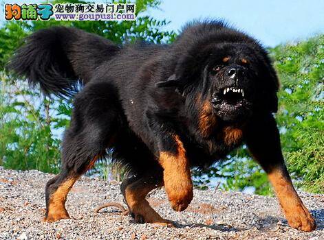 狗狗遇险紧急救护 如何处置发生意外的藏獒