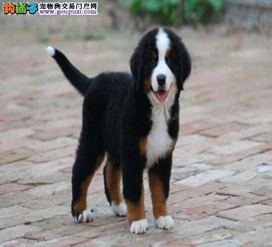 喂养八个月大的伯恩山犬应该注意哪些问题