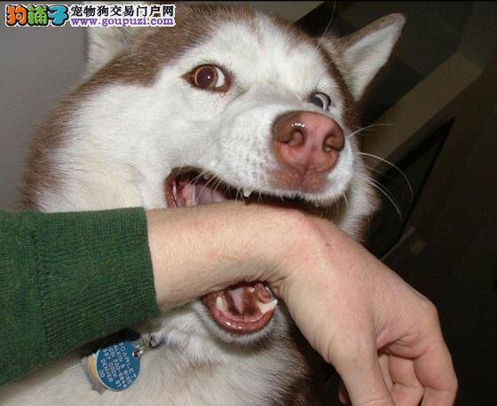 矫正哈士奇游戏时爱咬人的坏习惯