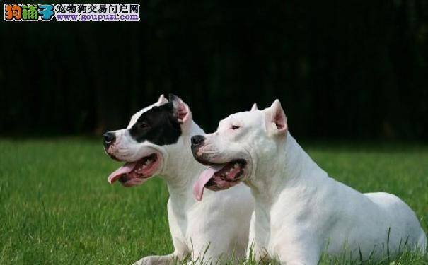 阿根廷杜高犬价格 杜高犬吃什么比较好