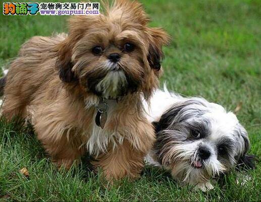 纠正不良习惯 解决西施犬夜游症的问题