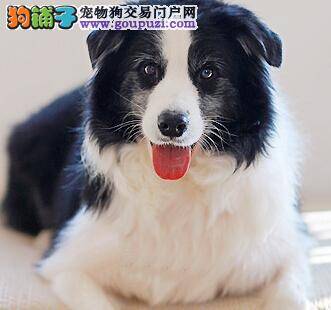 饲养手册与管理方法 边境牧羊犬应当怎样喂养