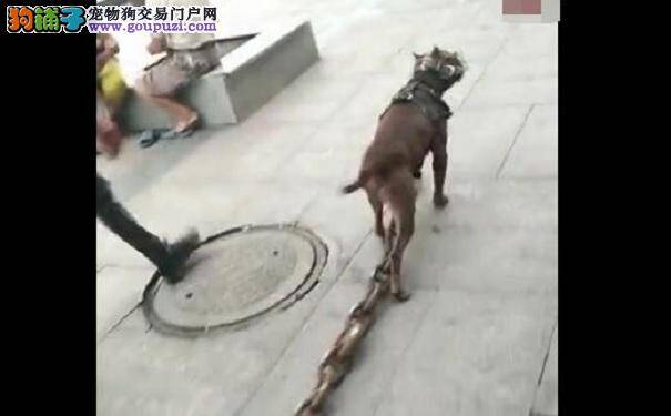 大热天街上练狗, 路人: 这铁链至少20斤