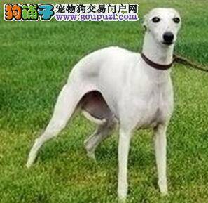 优秀成才之路 两个方法纠正格力犬的咬人习惯