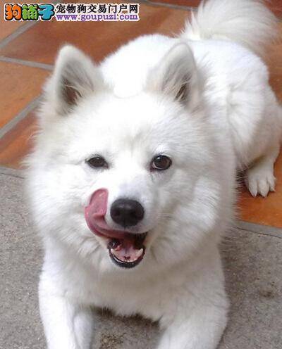 快乐饲主饲养秘诀之怎样照顾三个不同阶段的银狐犬