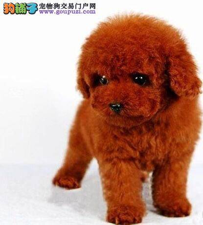 两个多月的泰迪犬吞了一个丝袜怎么办