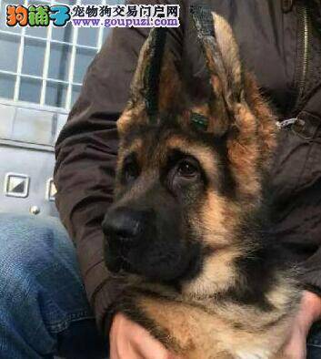 德国牧羊犬拉稀，没精神如何才能早日康复