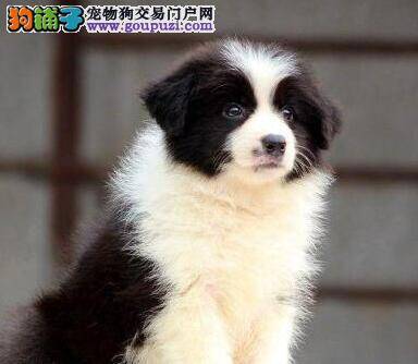 边境牧羊犬最近总拉肚子应怎么办