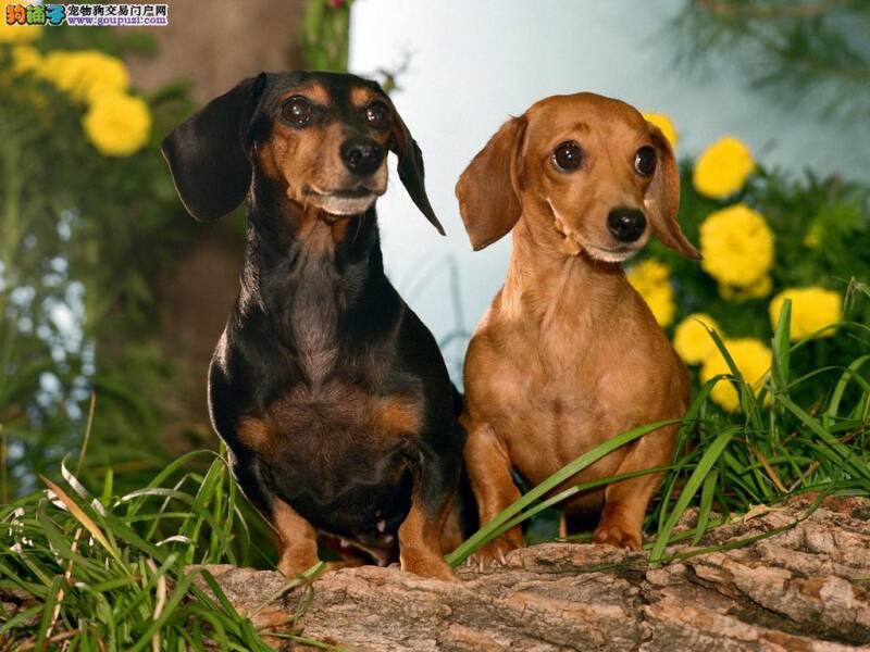 针对腊肠犬的选购有何重要指示