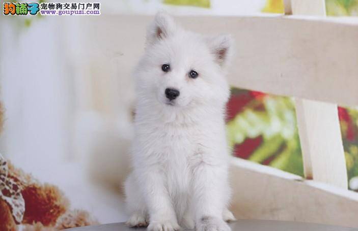 银狐犬生殖器有点红肿是什么情况