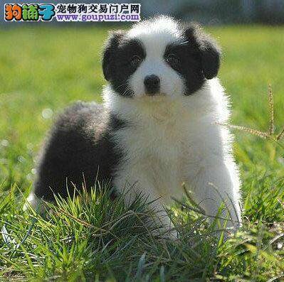 边境牧羊犬右腿突然瘸了，这是怎么了