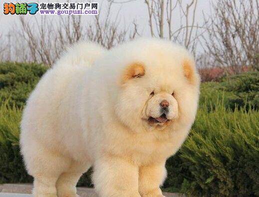 家庭宠物护理必备 怎样让松狮犬顺利吃药