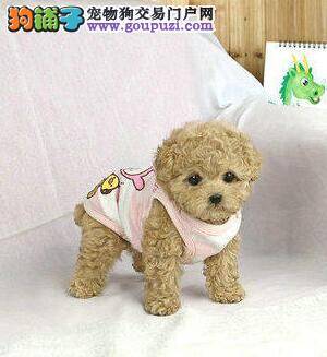 泰迪犬总是吃地上的东西有方法制止吗