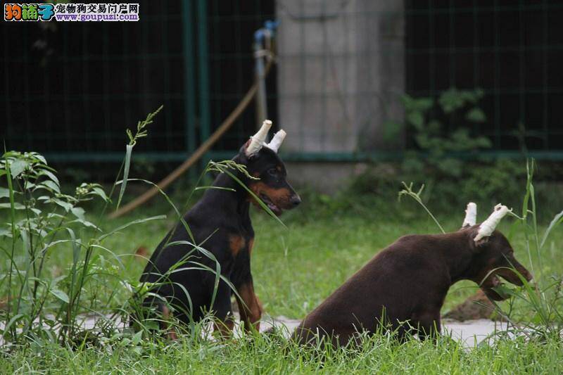 刚买来的杜宾犬一直爬着不动为什么