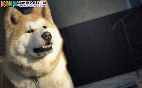 秋田犬适合看家吗 秋田犬乱叫的原因