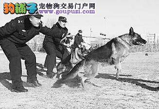 守护百姓守护城市 大庆警犬“利奥”功不可没