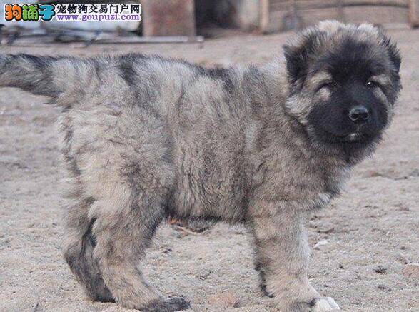 高加索犬交配后变得精神不振是怎么回事