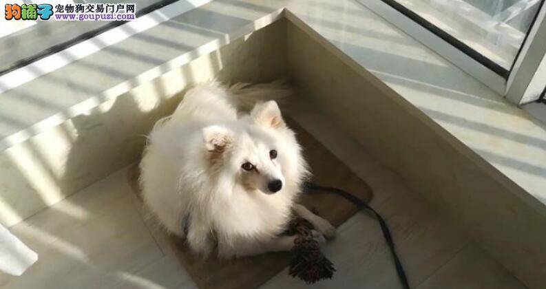 新手如何做才能挑选一只纯种银狐犬呢