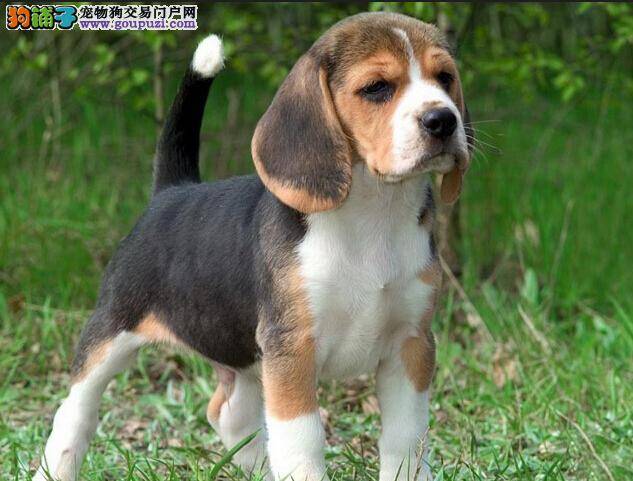 每日一页 如何帮助比格犬成功的快速下奶