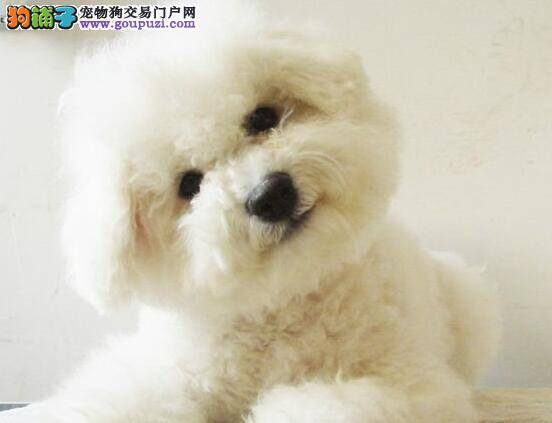 比熊犬患上皮肤病应如何治疗