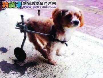 受伤搜救犬奋战第一线 数十人被成功营救