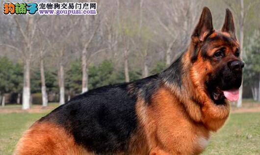 健康的德国牧羊犬从幼犬的挑选开始