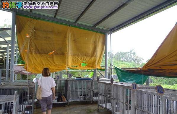 动保团体突检燕巢收容所，见伤病犬肉身迎风雨