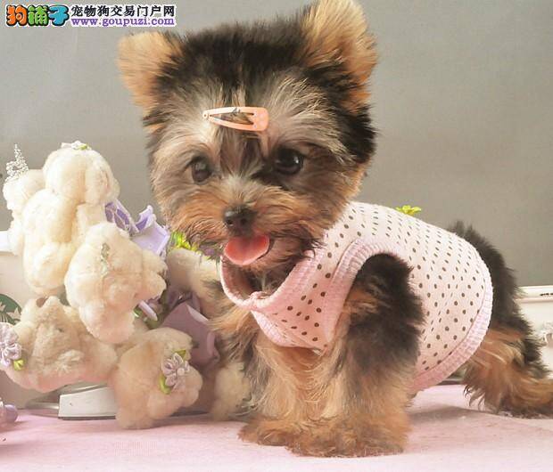 买到健康的约克夏，你要学会这些常识