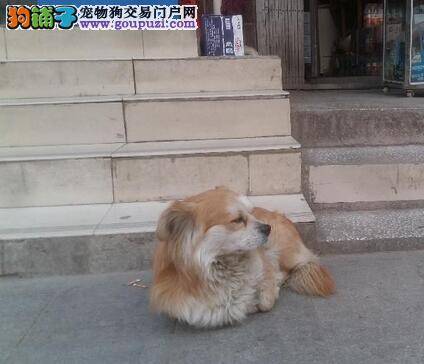 兰州市欲建设犬只留检所收留流浪狗