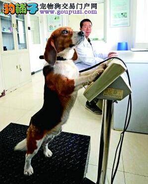 曾经的辉煌 带你去看北京检疫犬退休后的日常生活