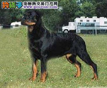 这样训练最科学 教你如何让罗威纳犬学会递拿东西