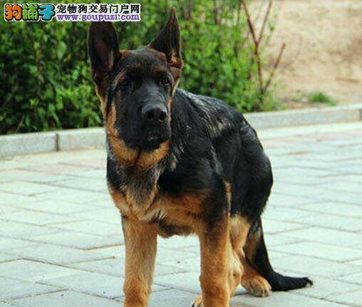 德国牧羊犬小便发黄有异味 求帮助