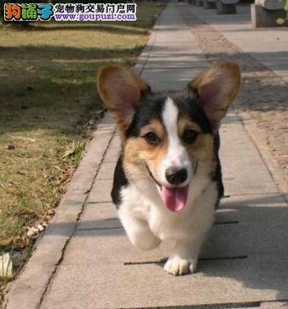 柯基犬不爱吃东西，鼻子干是生病了吗