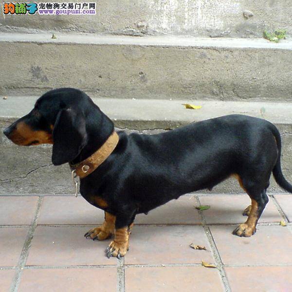 怀孕期间的腊肠犬可以吃驱虫药吗