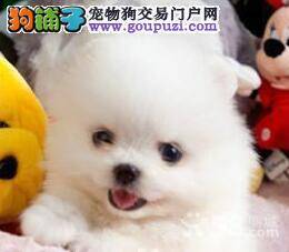 初次购买博美犬要注意的事项