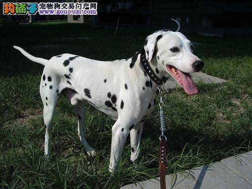 斑点狗使用沐浴露后开始掉毛怎么办