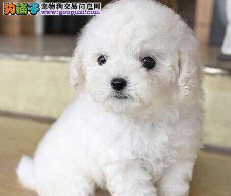 泰迪犬什么时候可以驱虫